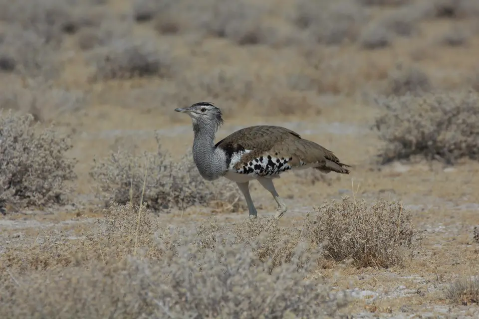2016-Namibia-9737.jpg