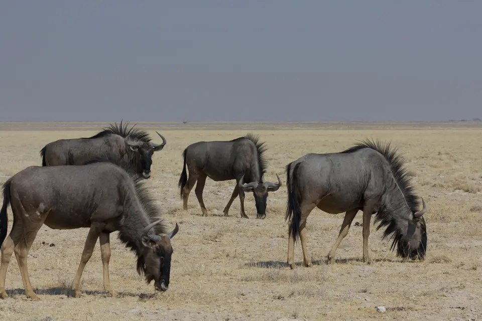 2016-Namibia-9741.jpg