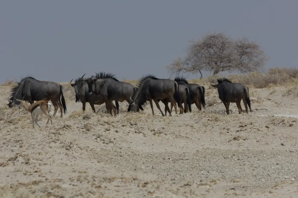 2016-Namibia-9745.jpg