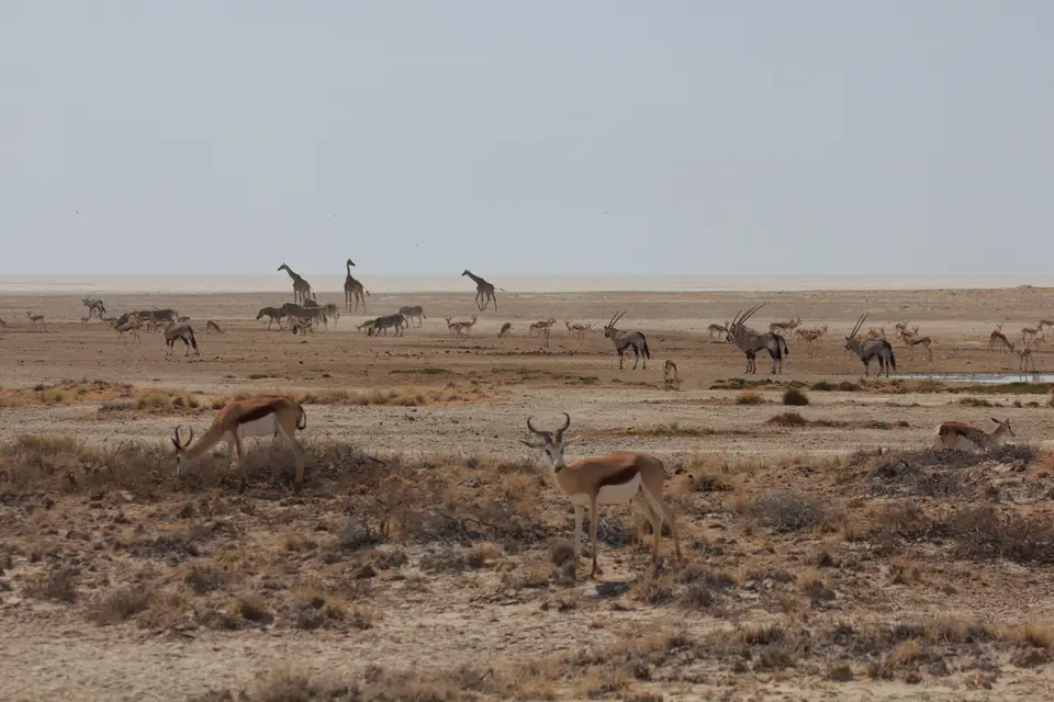 2016-Namibia-9747.jpg