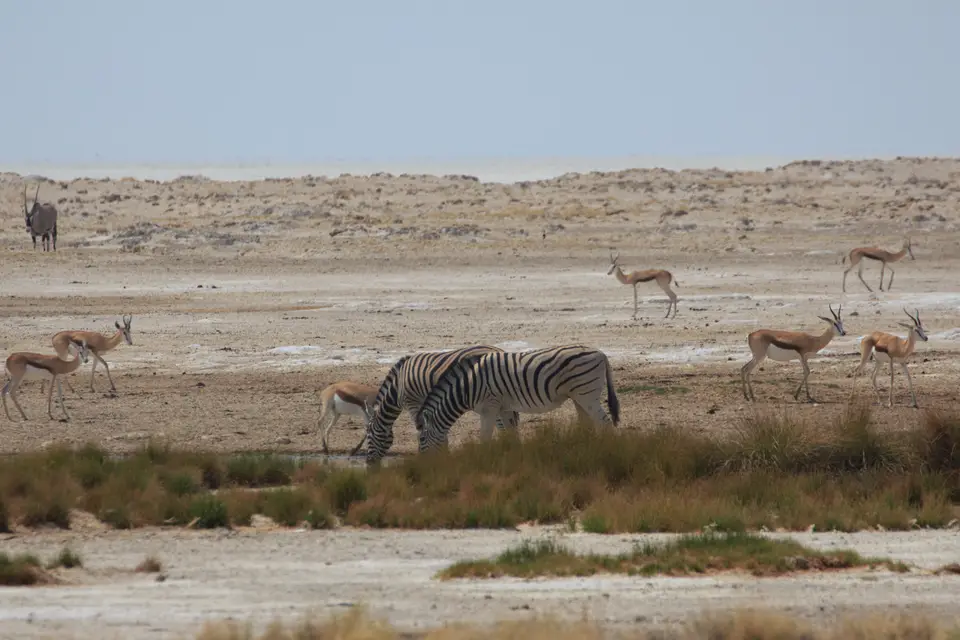 2016-Namibia-9754.jpg