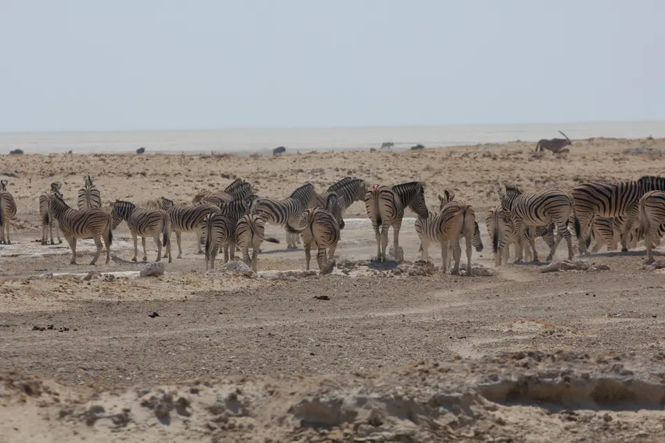 2016-Namibia-9766-2.jpg