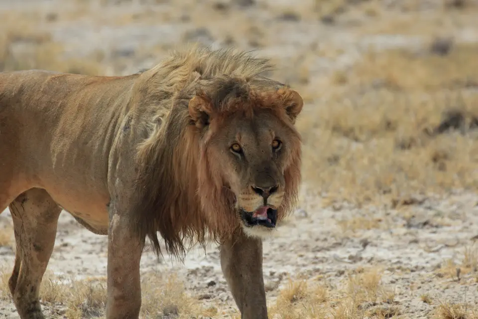 2016-Namibia-9785.jpg