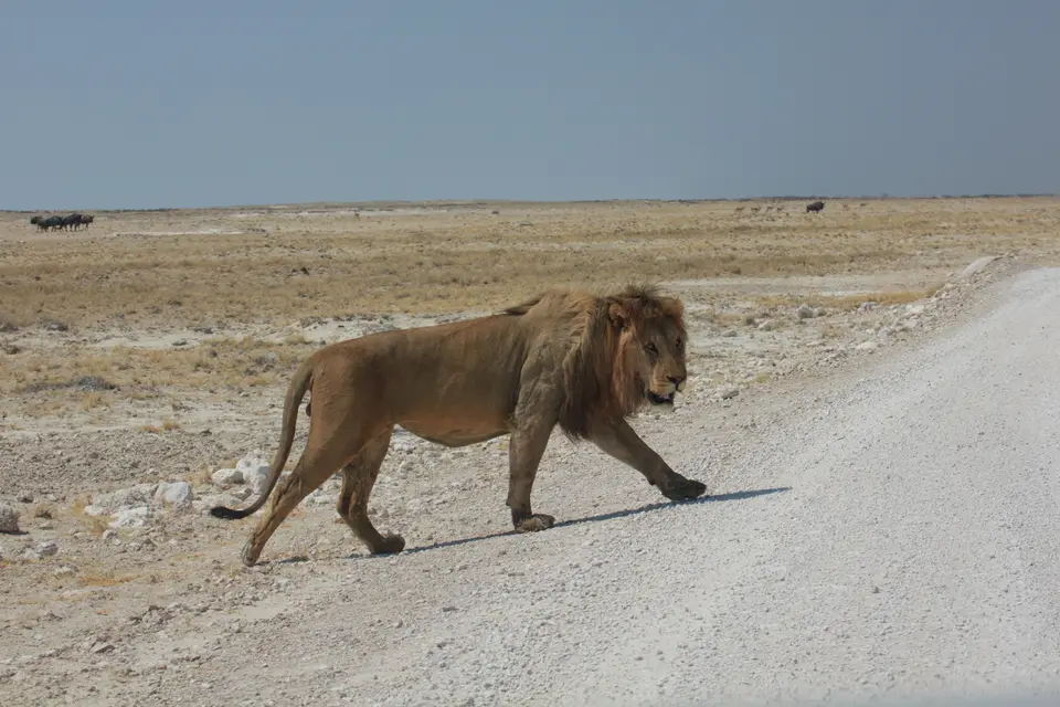 2016-Namibia-9786.jpg