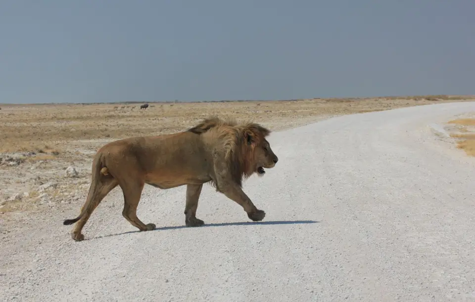 2016-Namibia-9787.jpg