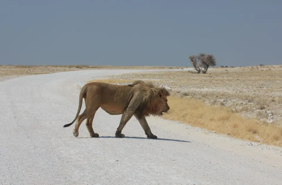 2016-Namibia-9788.jpg