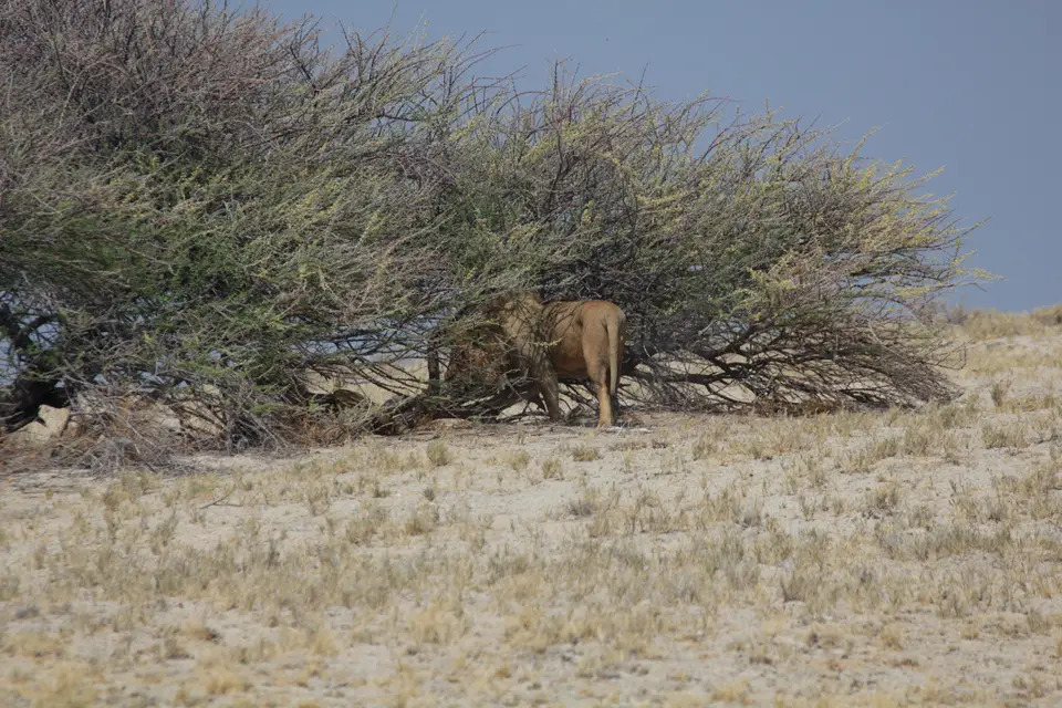 2016-Namibia-9790.jpg
