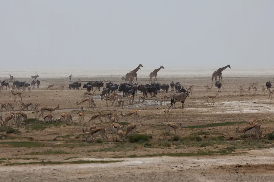 2016-Namibia-9795.jpg