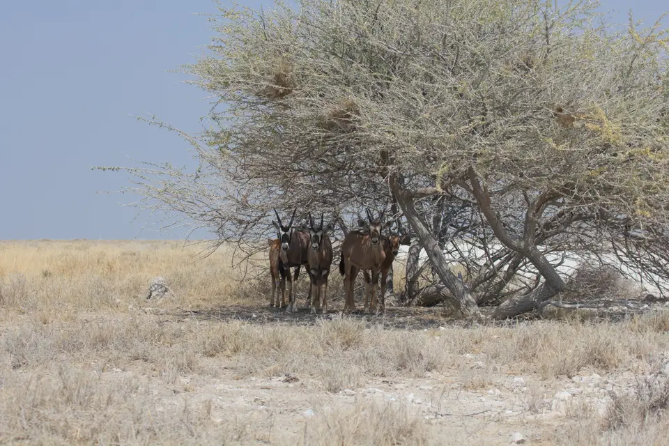 2016-Namibia-9799.jpg