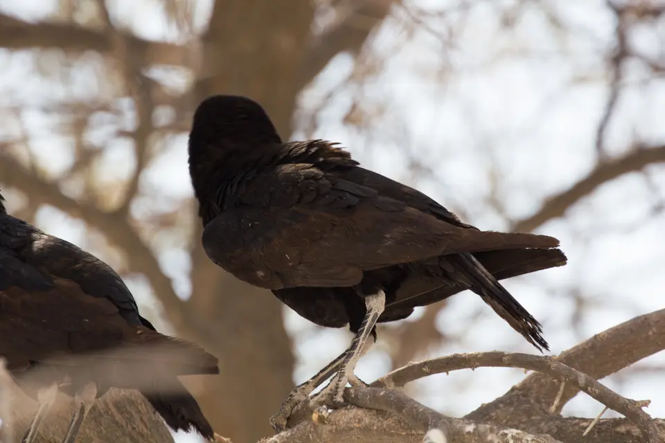 2016-Namibia-9800.jpg