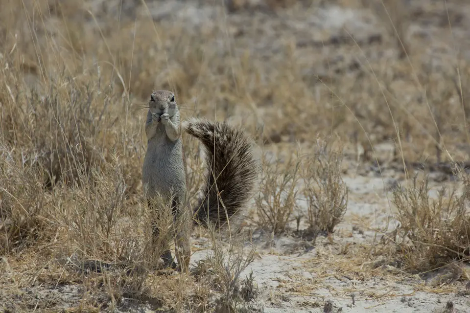 2016-Namibia-9802.jpg