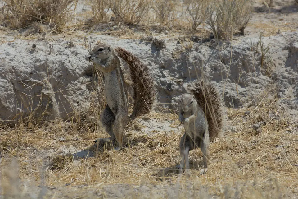 2016-Namibia-9807.jpg