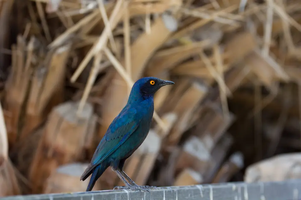 2016-Namibia-9812.jpg