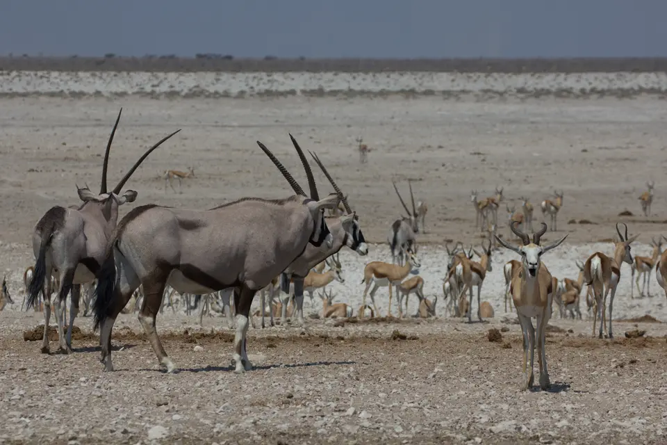 2016-Namibia-9826.jpg