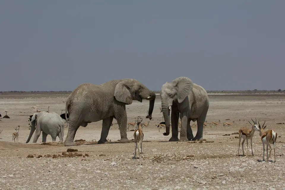 2016-Namibia-9830.jpg