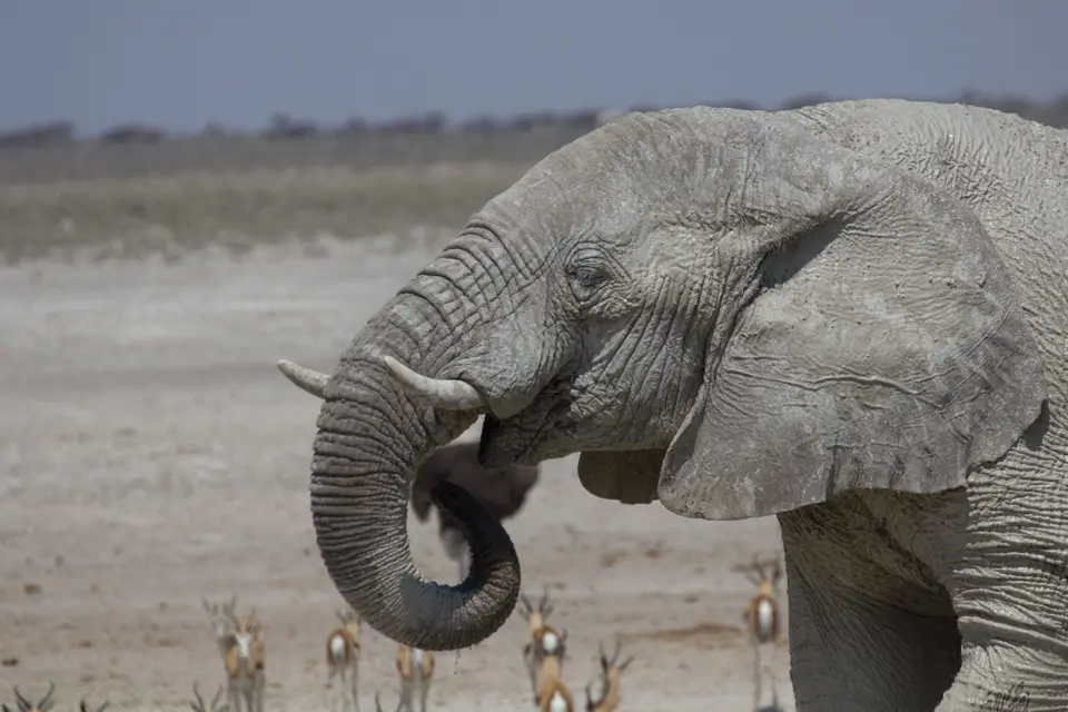 2016-Namibia-9836.jpg