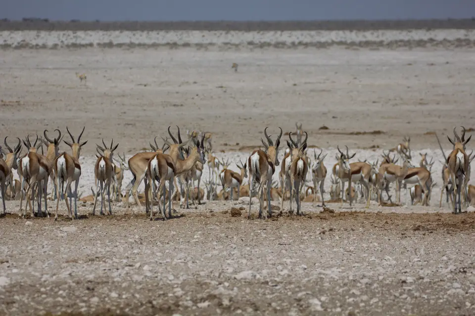 2016-Namibia-9851.jpg