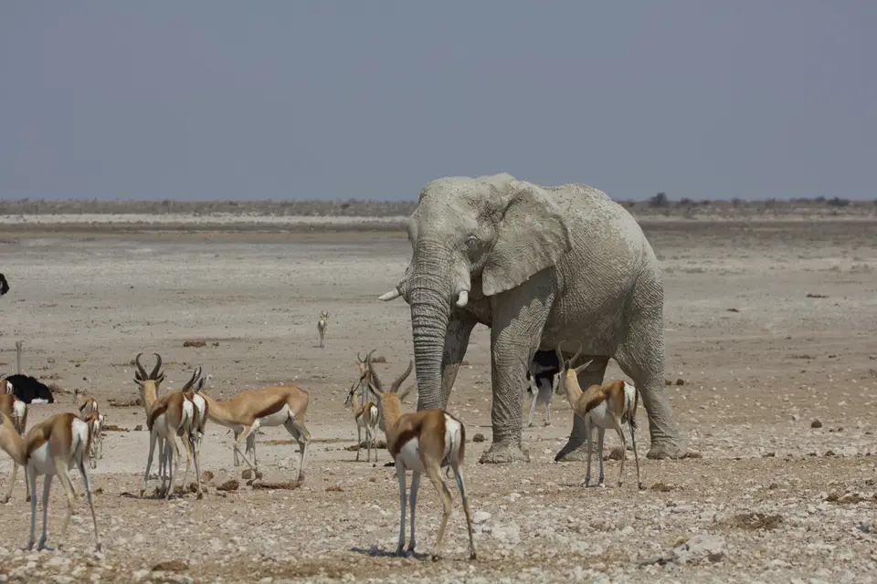 2016-Namibia-9852.jpg
