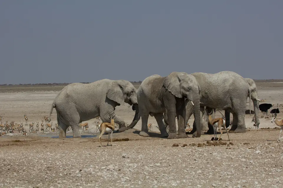 2016-Namibia-9865.jpg