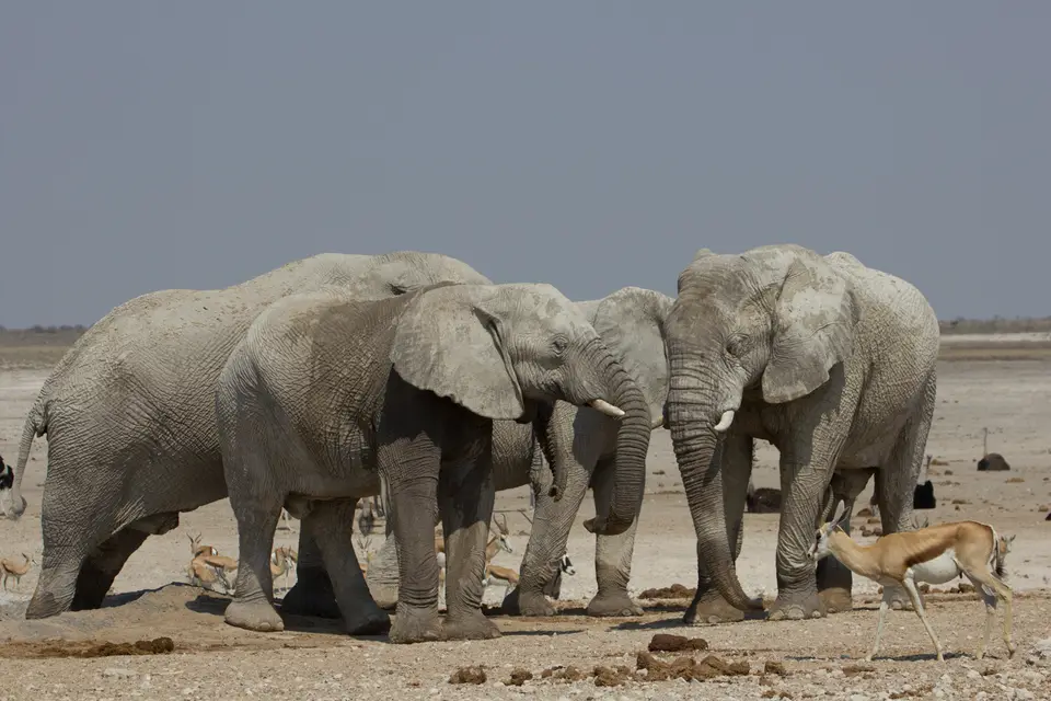 2016-Namibia-9867.jpg