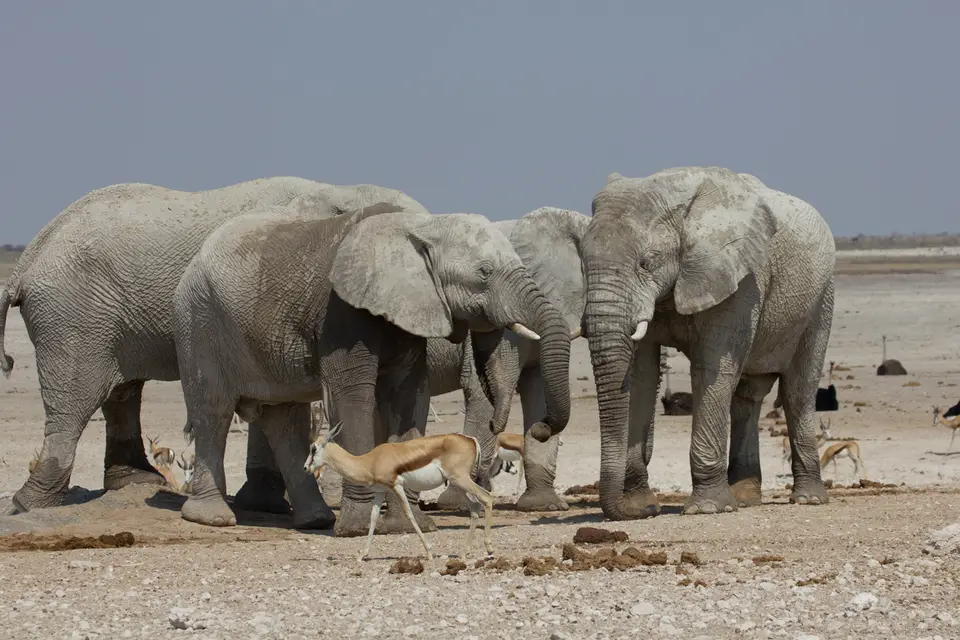 2016-Namibia-9868.jpg