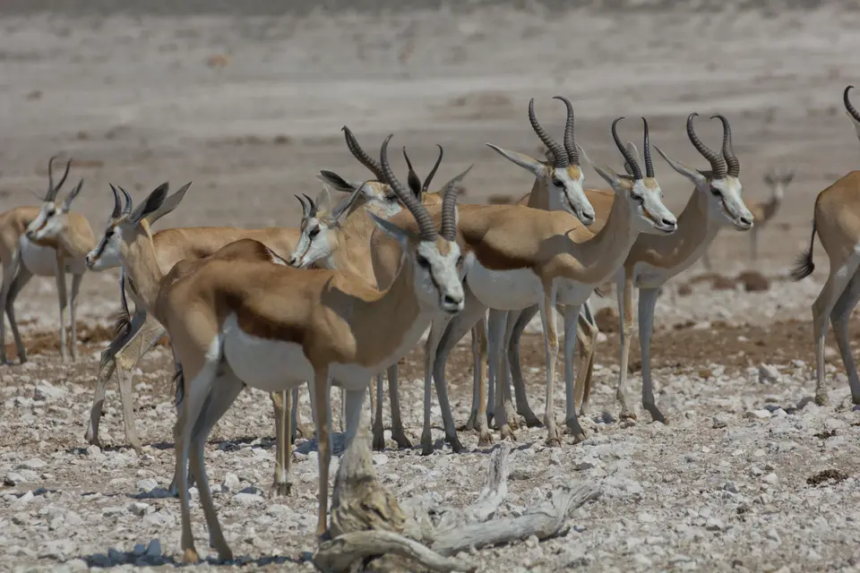 2016-Namibia-9869.jpg