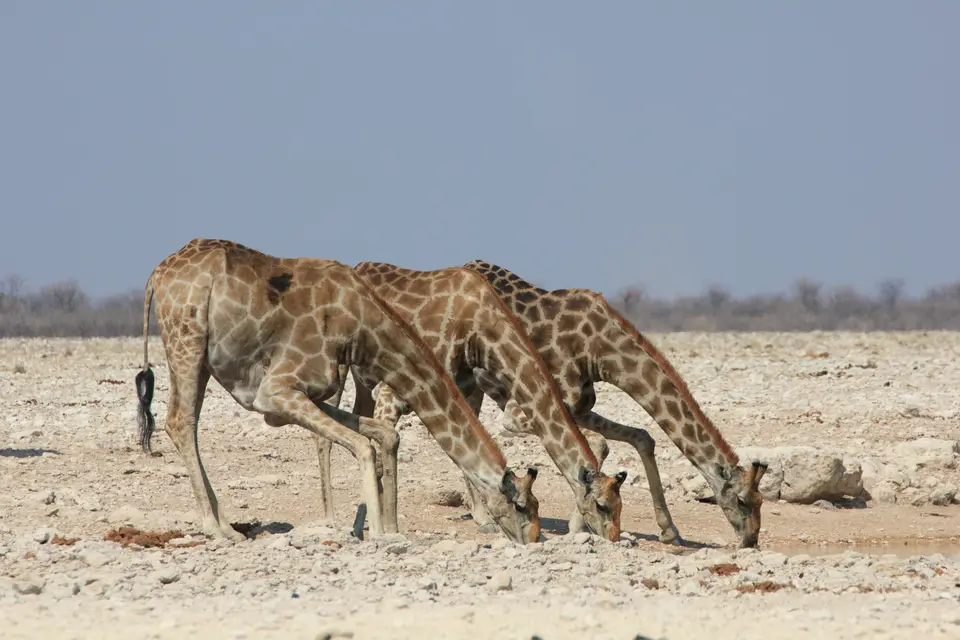 2016-Namibia-9872.jpg