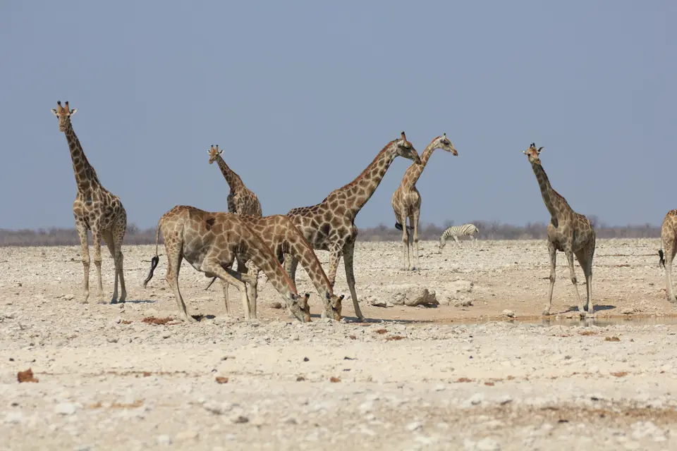 2016-Namibia-9876.jpg