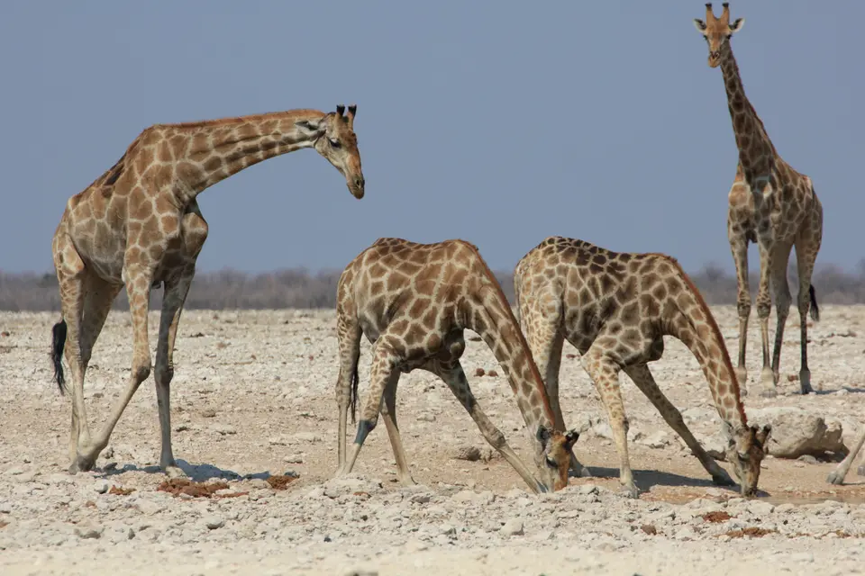 2016-Namibia-9886.jpg