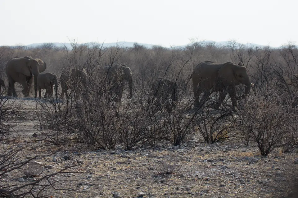 2016-Namibia-9931.jpg