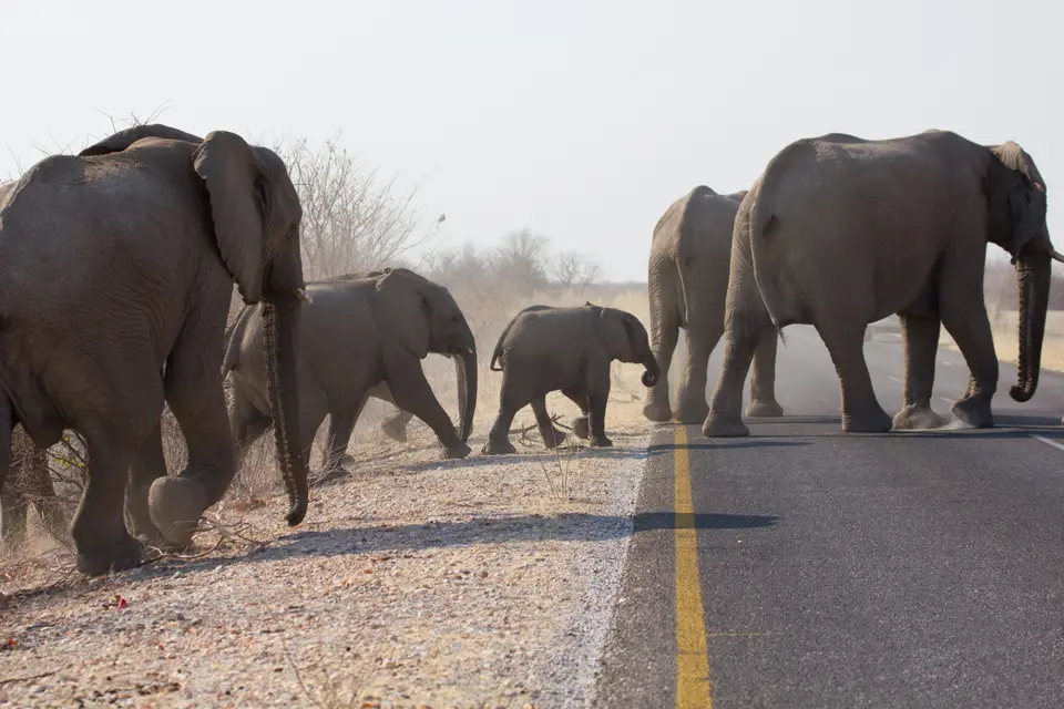 2016-Namibia-9937.jpg