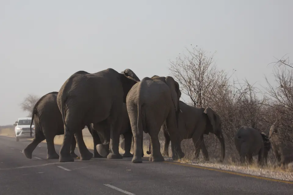 2016-Namibia-9942.jpg