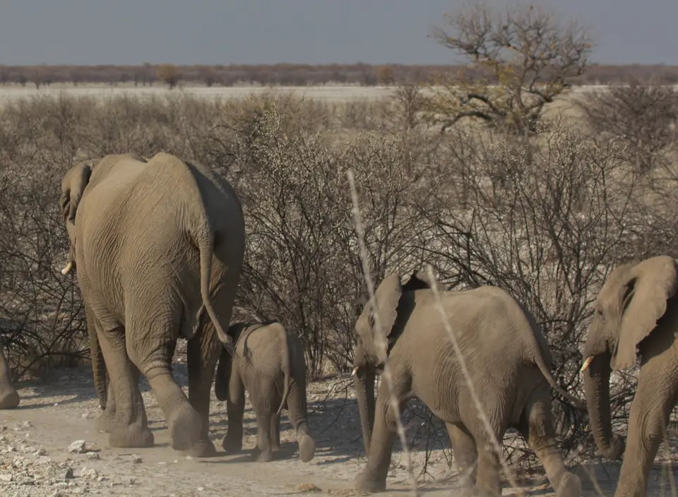 2016-Namibia-9944.jpg