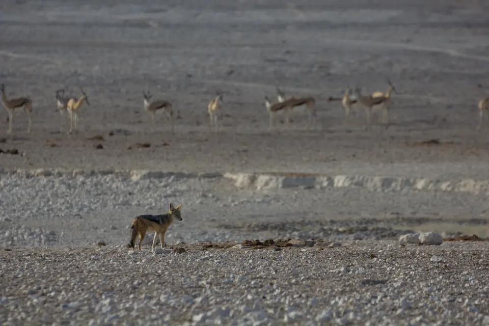 2016-Namibia-9971.jpg