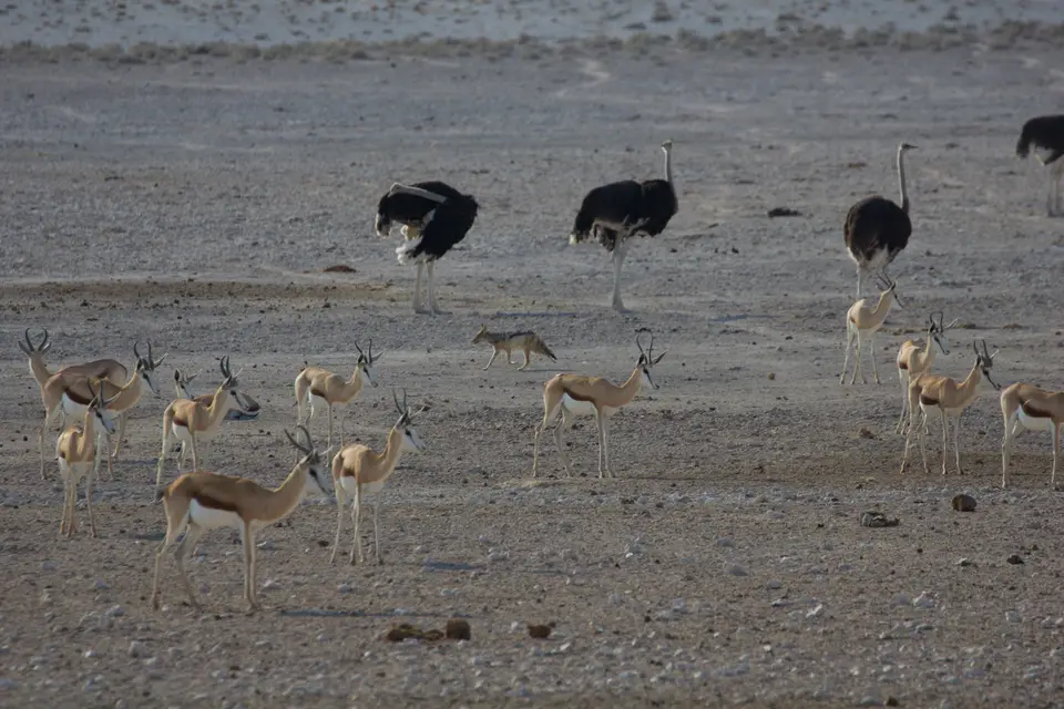 2016-Namibia-9973.jpg