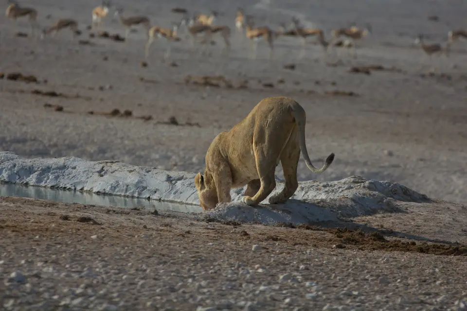 2016-Namibia-9975.jpg
