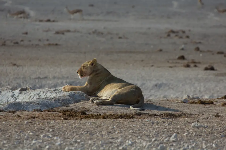 2016-Namibia-9981.jpg