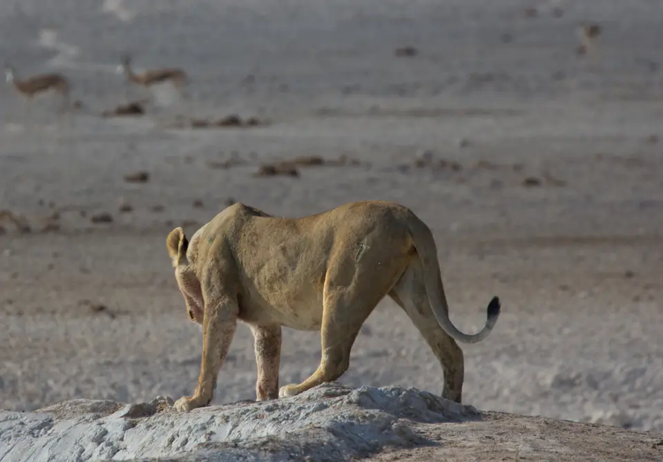 2016-Namibia-9986.jpg