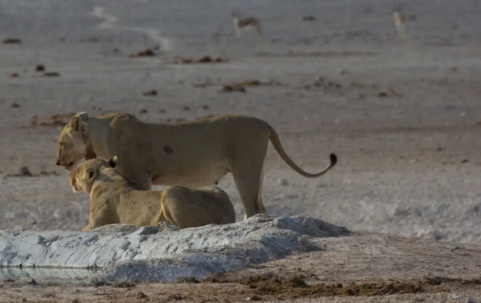 2016-Namibia-9992.jpg