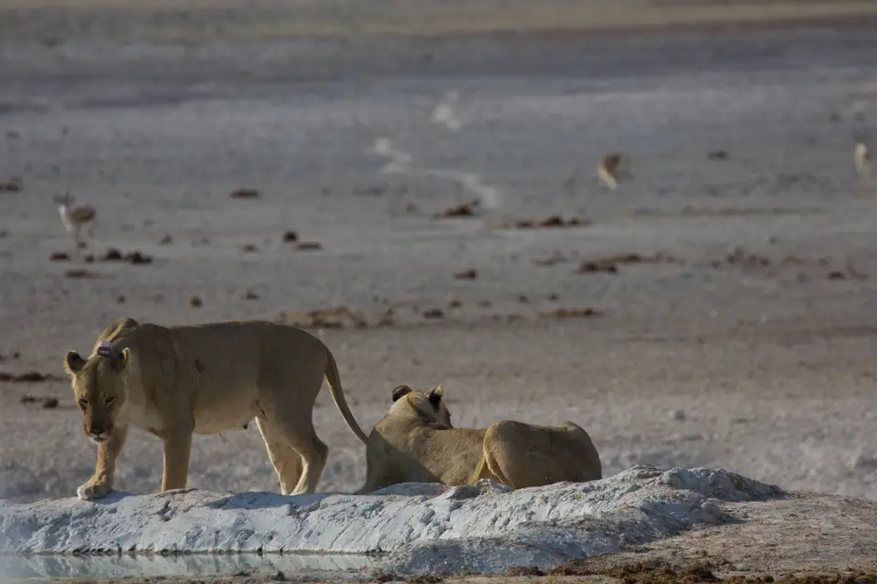 2016-Namibia-9993.jpg
