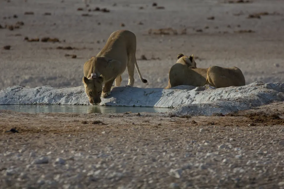 2016-Namibia-9994.jpg