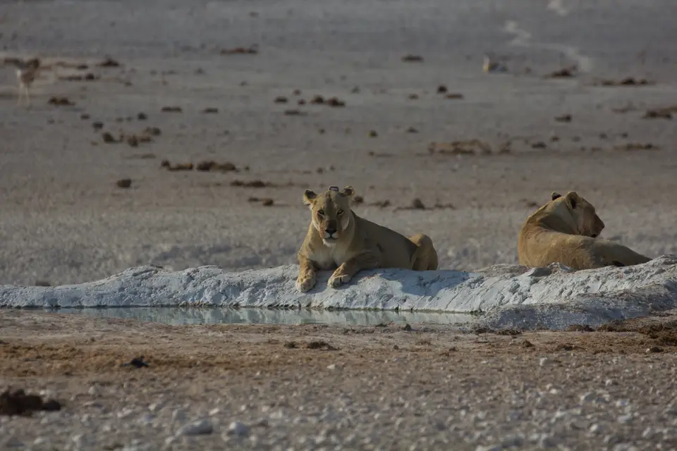 2016-Namibia-9999.jpg