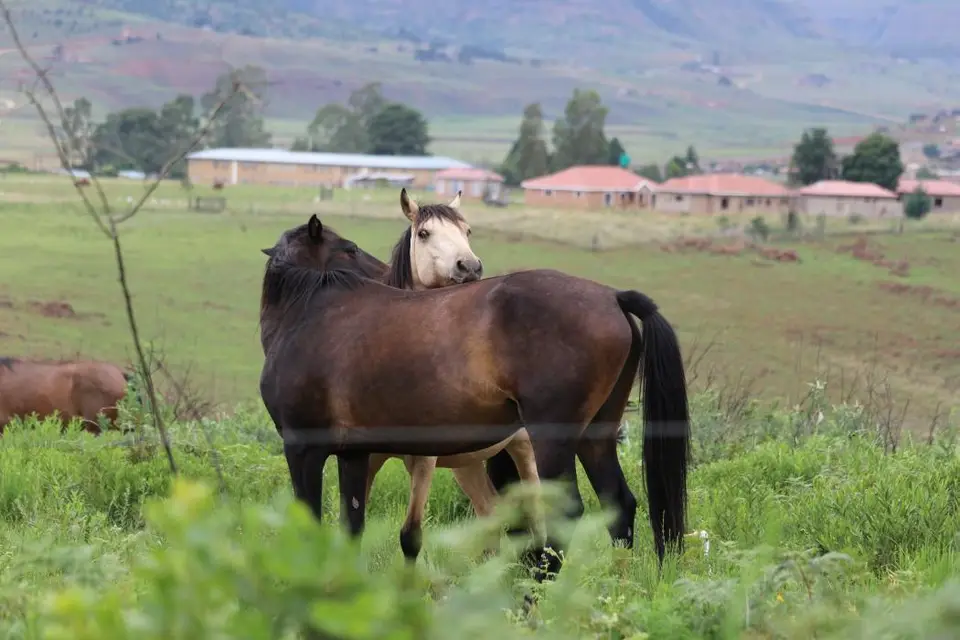 KZN10.12.jpg(11).jpg