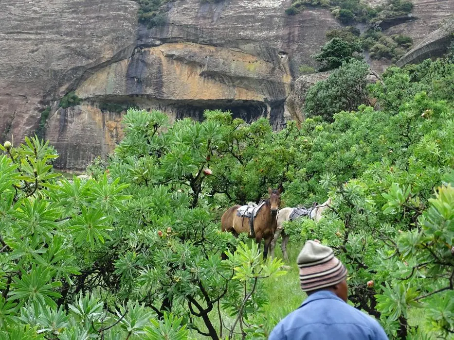 KZN11.jpg(48).jpg