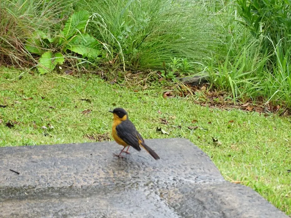 KZN11.jpg(5).jpg