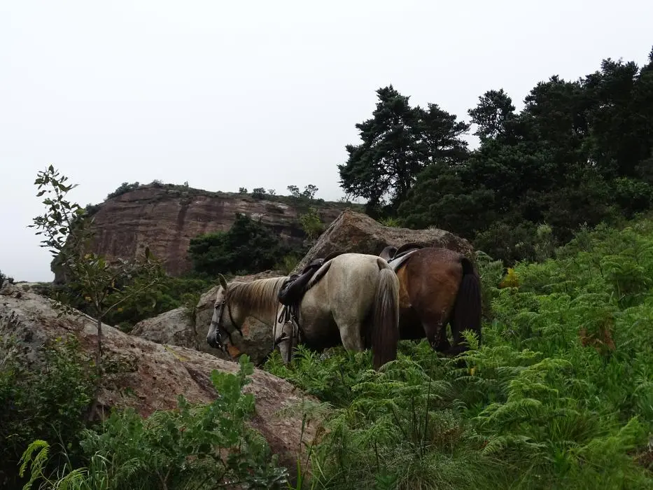 KZN11.jpg(73).jpg