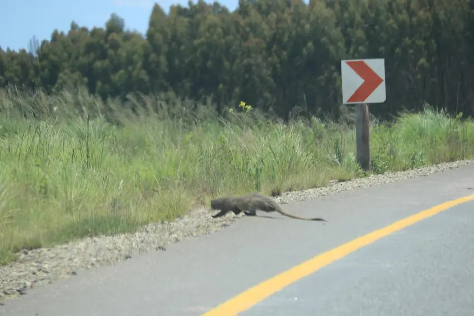 KZN12.jpg(113).jpg