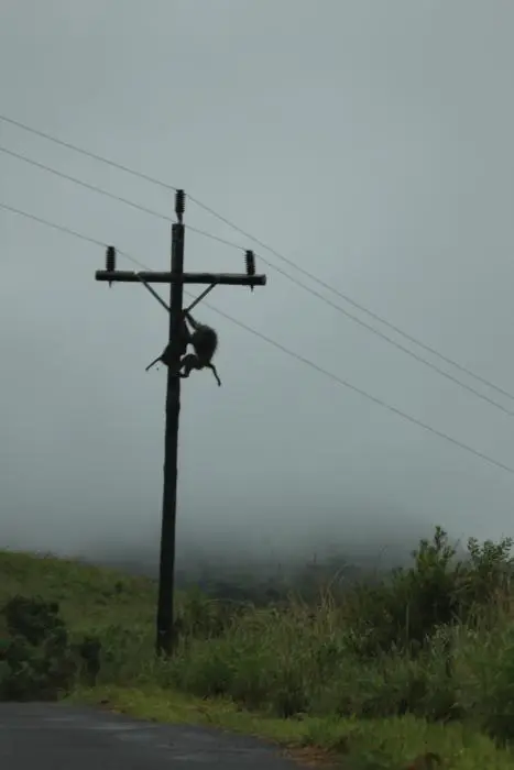 KZN12.jpg(29).jpg