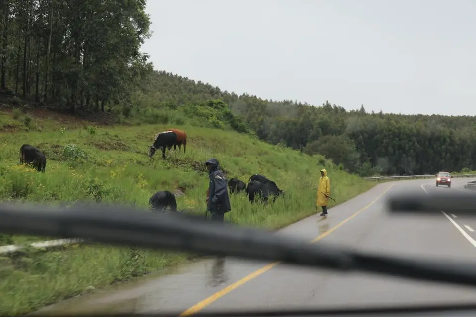 KZN12.jpg(63).jpg