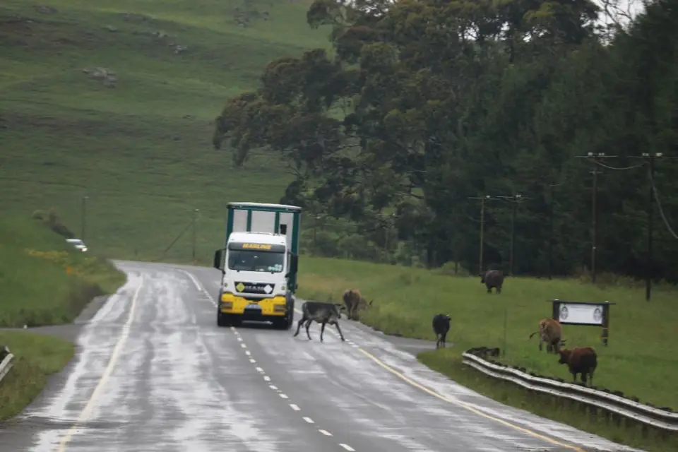 KZN12.jpg(65).jpg